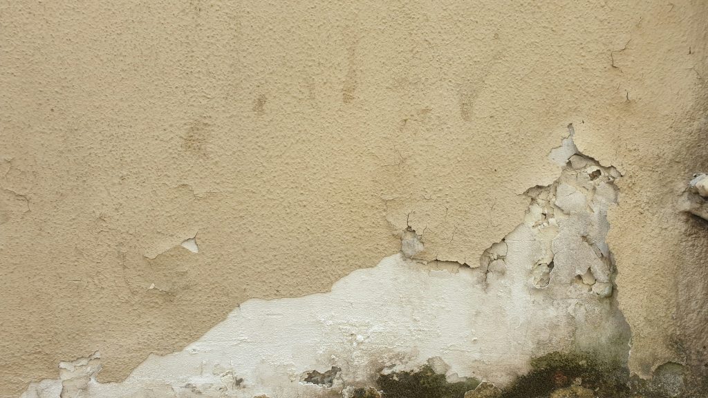 mold damage on a peeling painted wall